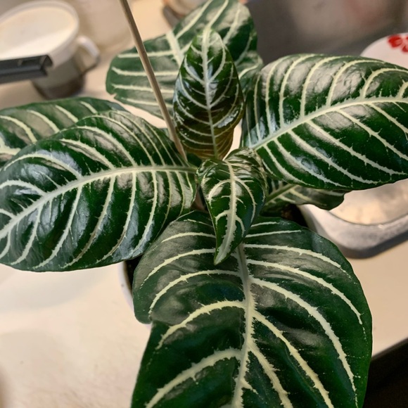 Beautiful Zebra Plant - Picture 6 of 7